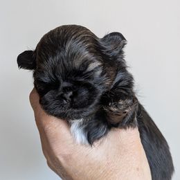 Brindle Boy - Black and tan male Shih Tzu puppy in Surry, Maine from McKayla Hairston