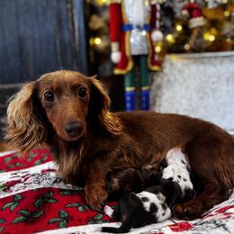 Dachshund Puppies from Buzzard kreek Kennels