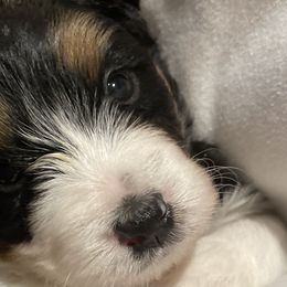 Alexis - Tri-color Bernedoodle puppy in Washougal, Washington from Sandy Creek Bernedoodles