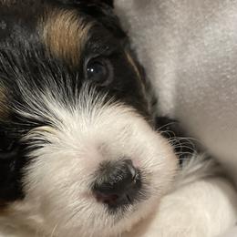 Alexis - Tri-color Bernedoodle puppy in Washougal, Washington from Sandy Creek Bernedoodles