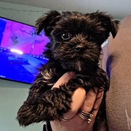 Jetta - Black and gold female Yorkshire Terrier puppy in West Enfield, Maine from GRIFFEY'S SPA AND KENNEL