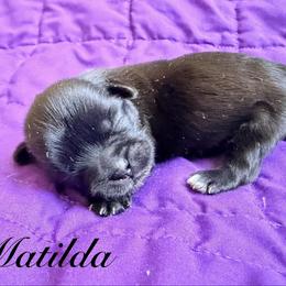 Matilda - Black female Shih Tzu puppy in Hemet, California from Aloha Shih Tzu