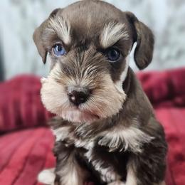 Amelia blue eyes - Liver female Miniature Schnauzer puppy in Panama City, Florida from Emerald Coast Schnauzers