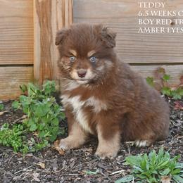 Teddy - Red tri male Miniature Australian Shepherd puppy in Patterson, North Carolina from DreamLine Aussies