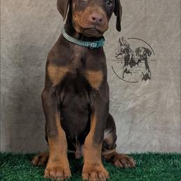 Male 3 - Green Collar - Red and rust male Doberman Pinscher puppy in Spencer, Indiana from Jackson's Dobermans