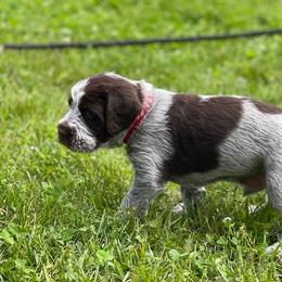 Goldendoodle and Wirehaired Pointing Griffon Puppies from Ole Poor Farm