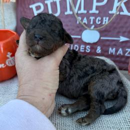 Gregory - Blue merle male Bordoodle puppy in Canfield, Ohio from Poo's Doo's & Inu's