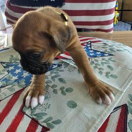 Boxer Puppies from Smith's Boxers of Fort Myers