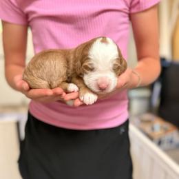Azalea - Red female Bernedoodle puppy in Irmo, South Carolina from Palmetto Bernedoodles Boutique
