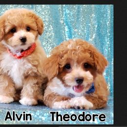 Dalmatians, Maltipoos, and Poodles from 5 Alarm LUA Dalmatians & Bling Tiny Doodles
