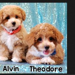 Dalmatians, Maltipoos, and Poodles from 5 Alarm LUA Dalmatians & Bling Tiny Doodles