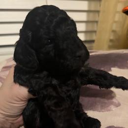 Boy 1 - Black male Poodle puppy in Lees Summit, Missouri from Divine K9s LLC