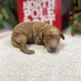 Fiona - Apricot female Poodle puppy in Monetta, South Carolina from Moonrise Poodles