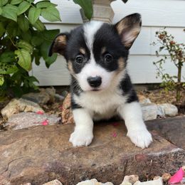 Pembroke Welsh Corgi Puppies from Rocky field Corgis
