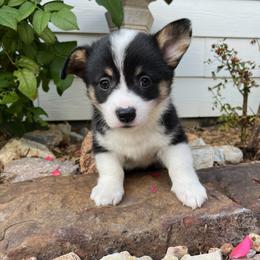 Pembroke Welsh Corgi Puppies from Rocky field Corgis
