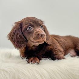 Zeke - Chocolate male Dachshund puppy in Litchfield, Illinois from Charmm Dachshunds