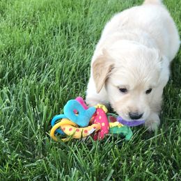 Sandy - Aqua - Light golden Golden Retriever puppy in Webster City, Iowa from Whispering Pines Precious Puppies