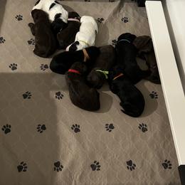Reserved - male Portuguese Water Dog puppy in Des Moines, Iowa from Stacy's PWD Portuguese Water Dogs