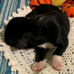 Girl 5 - Portuguese Water Dog puppy in Lakeview, Michigan from Cedar Creek Portuguese Water Dogs