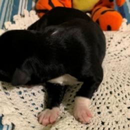 Girl 5 - Portuguese Water Dog puppy in Lakeview, Michigan from Cedar Creek Portuguese Water Dogs