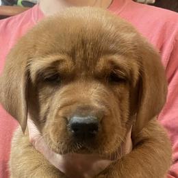 Labrador Retrievers from Marsh Land Labs LLC