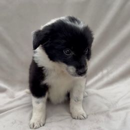 Female I 1500 - Black and white female Border Collie puppy in Okeechobee, Florida from Cowtown Corgis & Border Collies