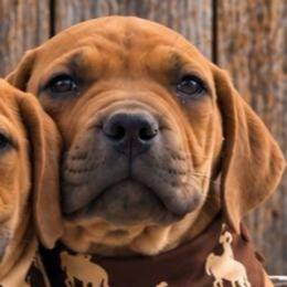 Mr. Potato - Brown male Boerboel puppy in Laramie, Wyoming from Standing Stone Boerboels