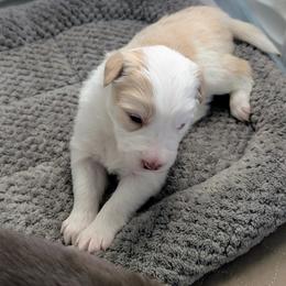 Sierra - White and gold female Border Collie puppy in Ashford, Alabama from Double4farms
