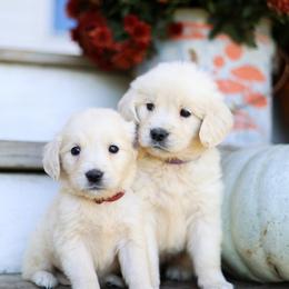 Second Pick Female - Light golden female Golden Retriever puppy in Paoli, Indiana from Rose n’ Thistle Farm