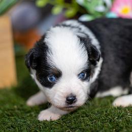 Nova - Black tri male Toy Australian Shepherd puppy in Granbury, Texas from Best Little Aussies