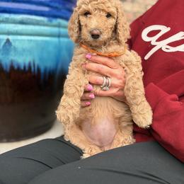 Royal Dixies Golden Honeybun - Apricot female Poodle puppy in Vancleave, Mississippi from Royal Dixie Standard Poodles