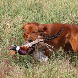 Golden Retriever Puppies from True Grit Golden Retrievers