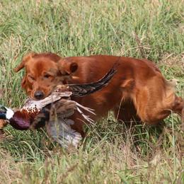 Golden Retriever Puppies from True Grit Golden Retrievers