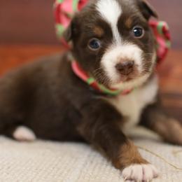 Alani- Red Tri Female - Red tri female Miniature Australian Shepherd puppy in Nacogdoches, Texas from TK Standard, Mini, & Toy Aussies