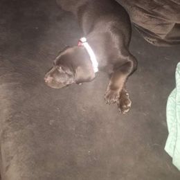 Dilute Retriever and Labrador Retriever Puppies from CKB Labradors