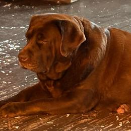 Lacy - Chocolate female Labrador Retriever puppy in Davenport, New York from New England Premier English Labradors