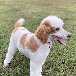 Jersey - Poodle