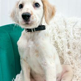 Sevendust- Lemon long coat - White and lemon male Dalmatian puppy in Gray, Georgia from Fuller Spots