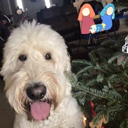 Goldendoodle Puppies from Tennessee Dandy Doodles