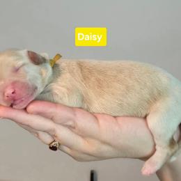 Daisy - Red  female Goldendoodle puppy in Summerville, South Carolina from Channys Doodles