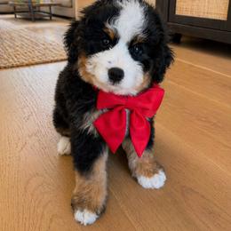 Tucker - Tri-color male Bernedoodle puppy in Ormond Beach, Florida from Florida Coast Doodles