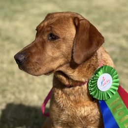 Lady - Labrador Retriever