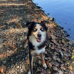 Rhaneyra - Australian Shepherd