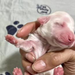 Boy 1 - Cream male Dachshund puppy in Bon Air, Tennessee from Clemons Mini Dachshunds of Tennessee