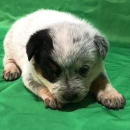 L63-02 - Blue female Australian Cattle Dog puppy in Sheridan, Oregon from 6pk Cattledogs