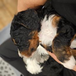 Orange collar - Tri-color male Bernedoodle puppy in Shelby, North Carolina from Forever Grateful Doodles