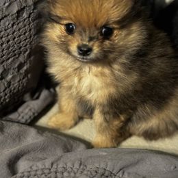 Pomeranian Puppies from Brandi’s Pomeranian Pups