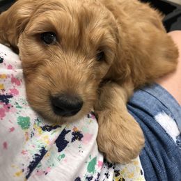 Goldendoodle Puppies from Cooley Doodles