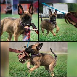 Belgian Malinois, Companion Cross, Russell Terrier, and Yorkshire Terrier Puppies from Working W Kennels