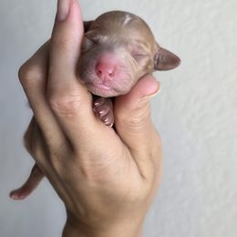 Mocha - Red  female Goldendoodle puppy in Leander, Texas from Doodle Doula